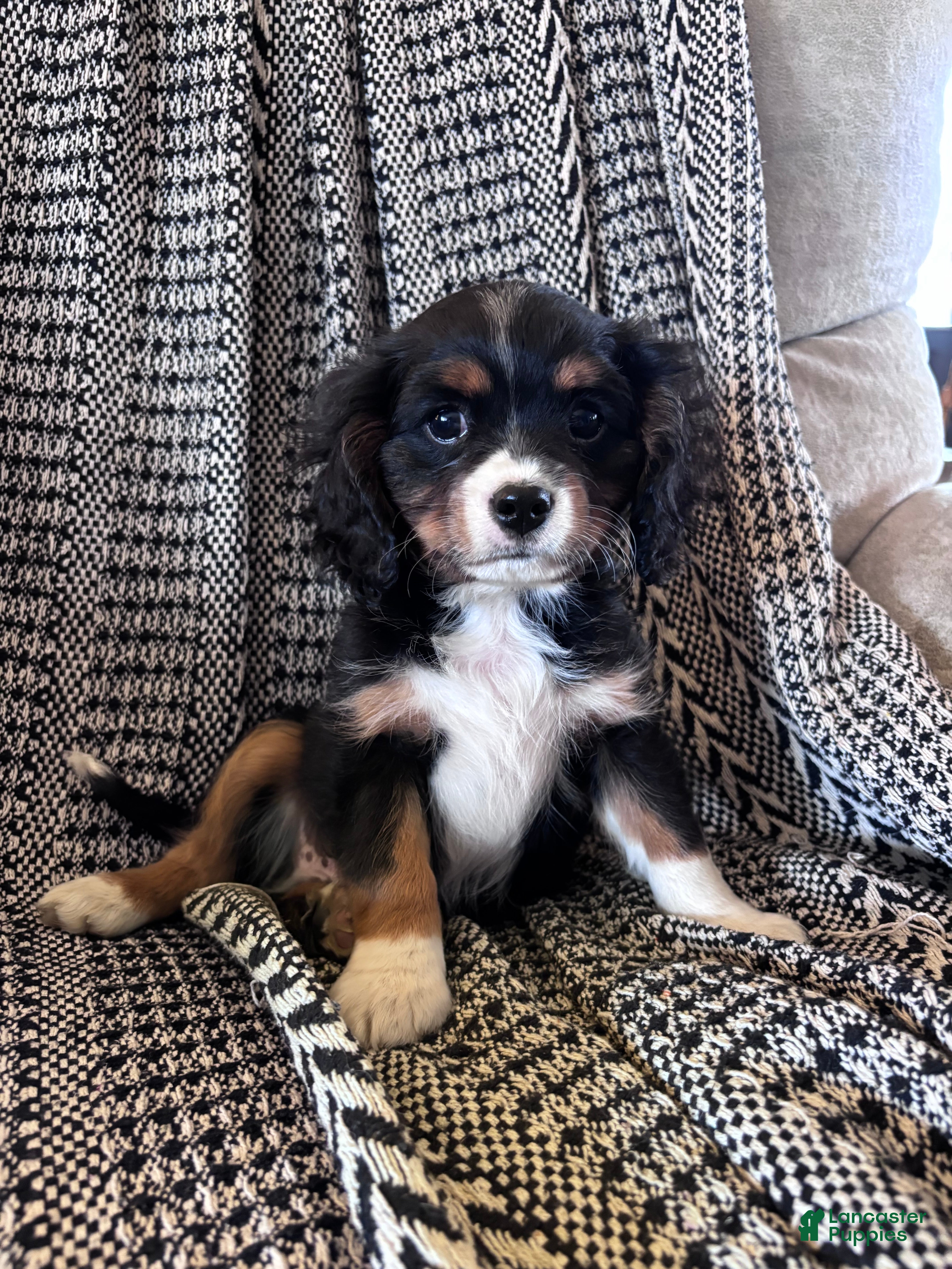 Miniature Bernese Mountain Dog dogs Muskrat - Ad 1