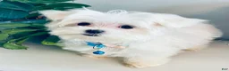 Maltese dogs for sale: Teacup Toby - Ad 4