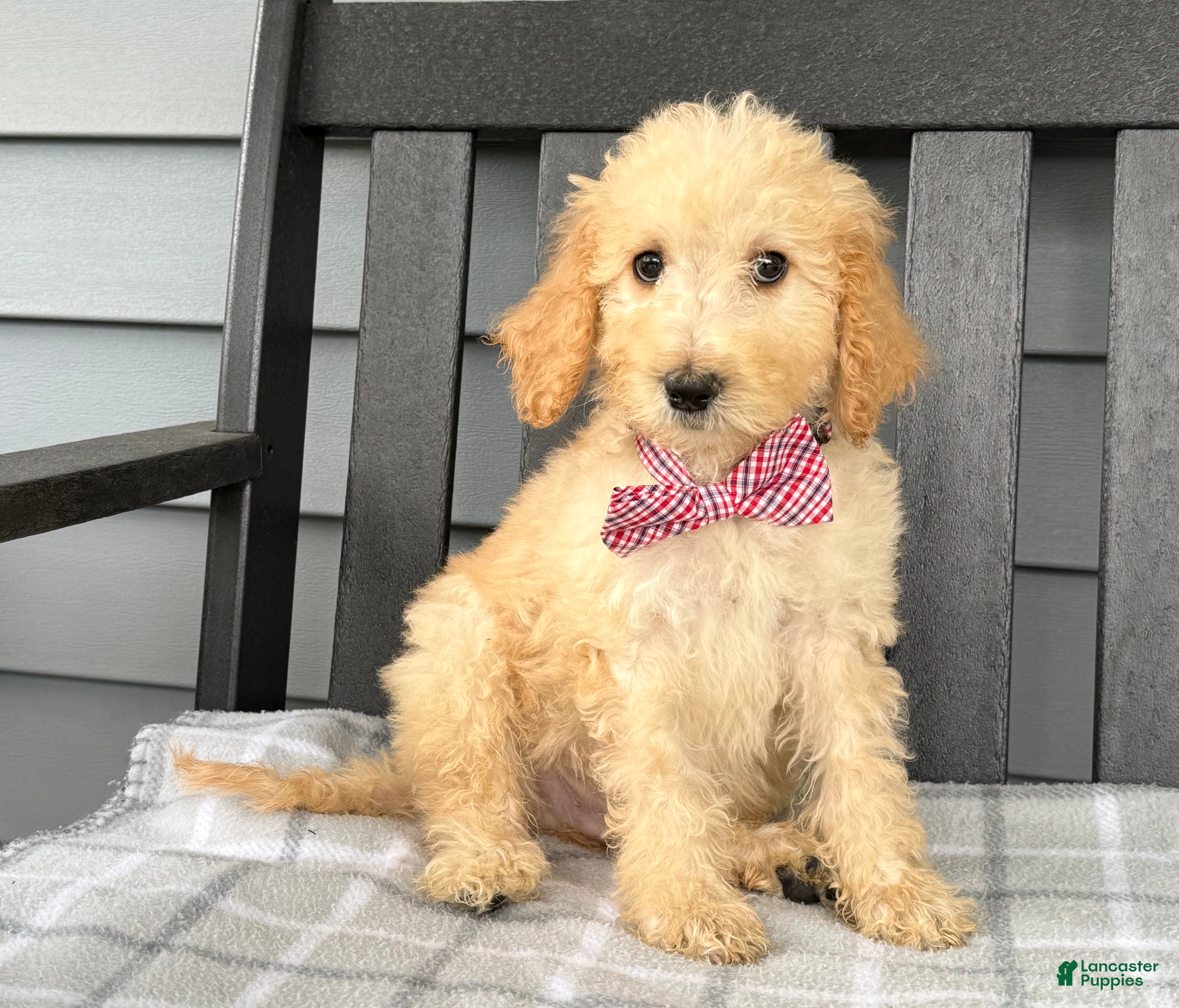 Goldendoodle dogs for sale: Oliver - Ad 2