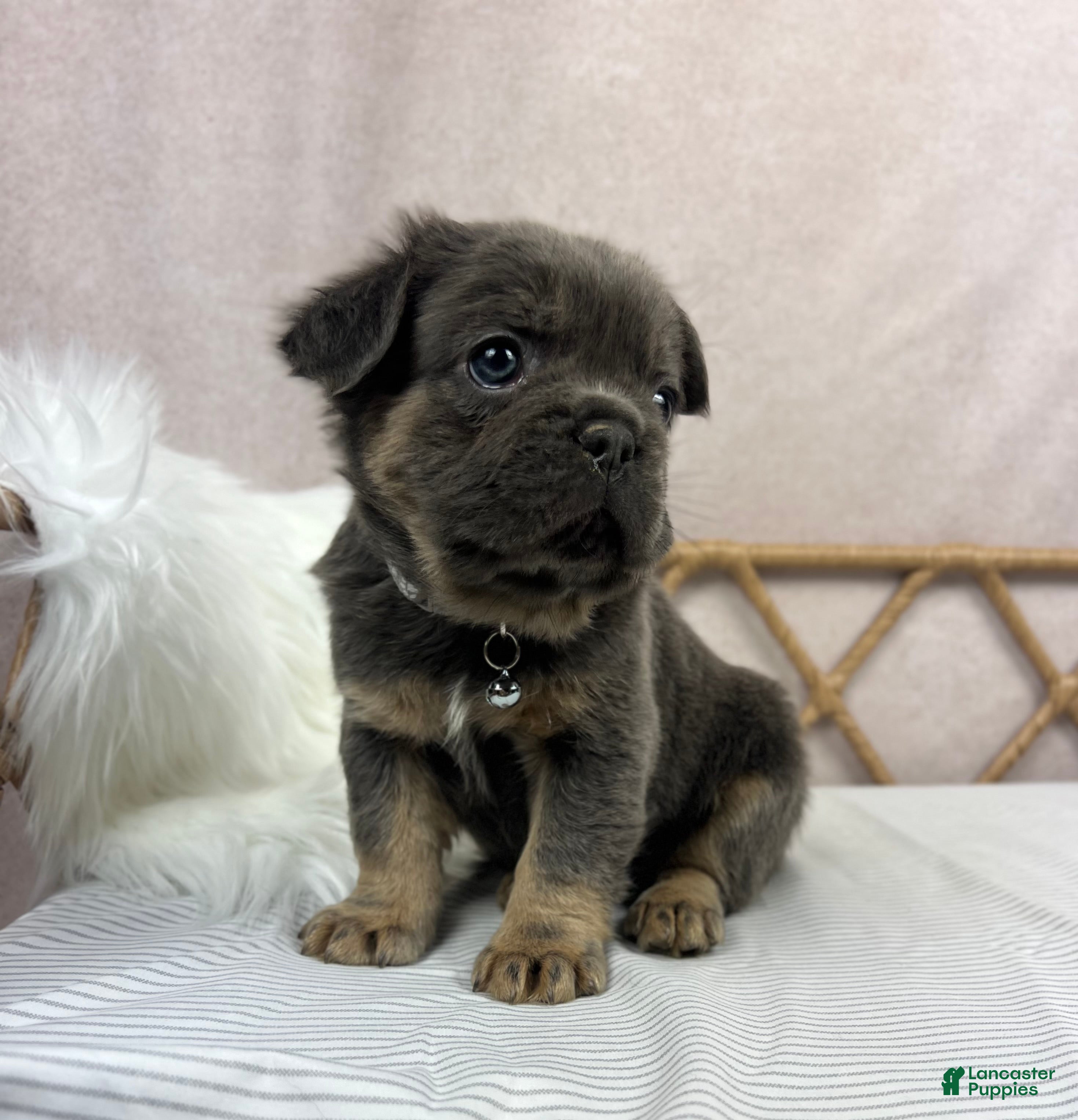 French Bulldog dogs Scout - Ad 1