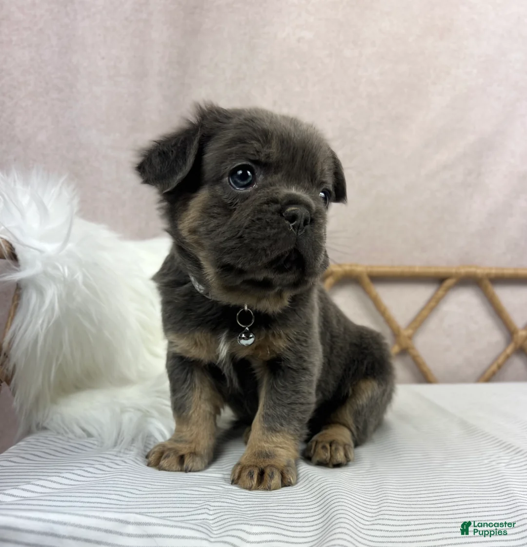 French Bulldog dogs for sale: French Bulldog Puppy 4 - Ad 1