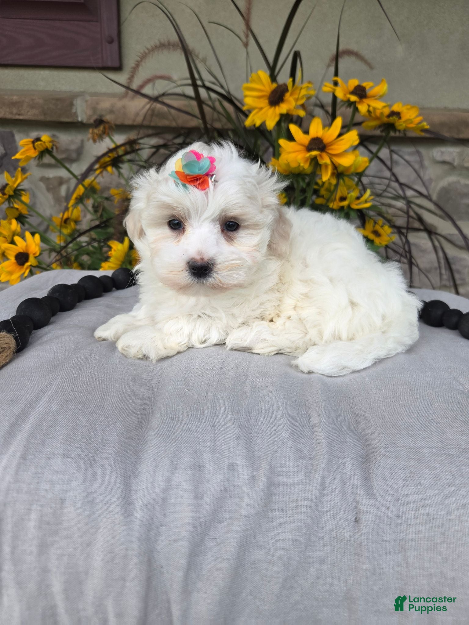 Maltese dogs Chloe - Ad 2