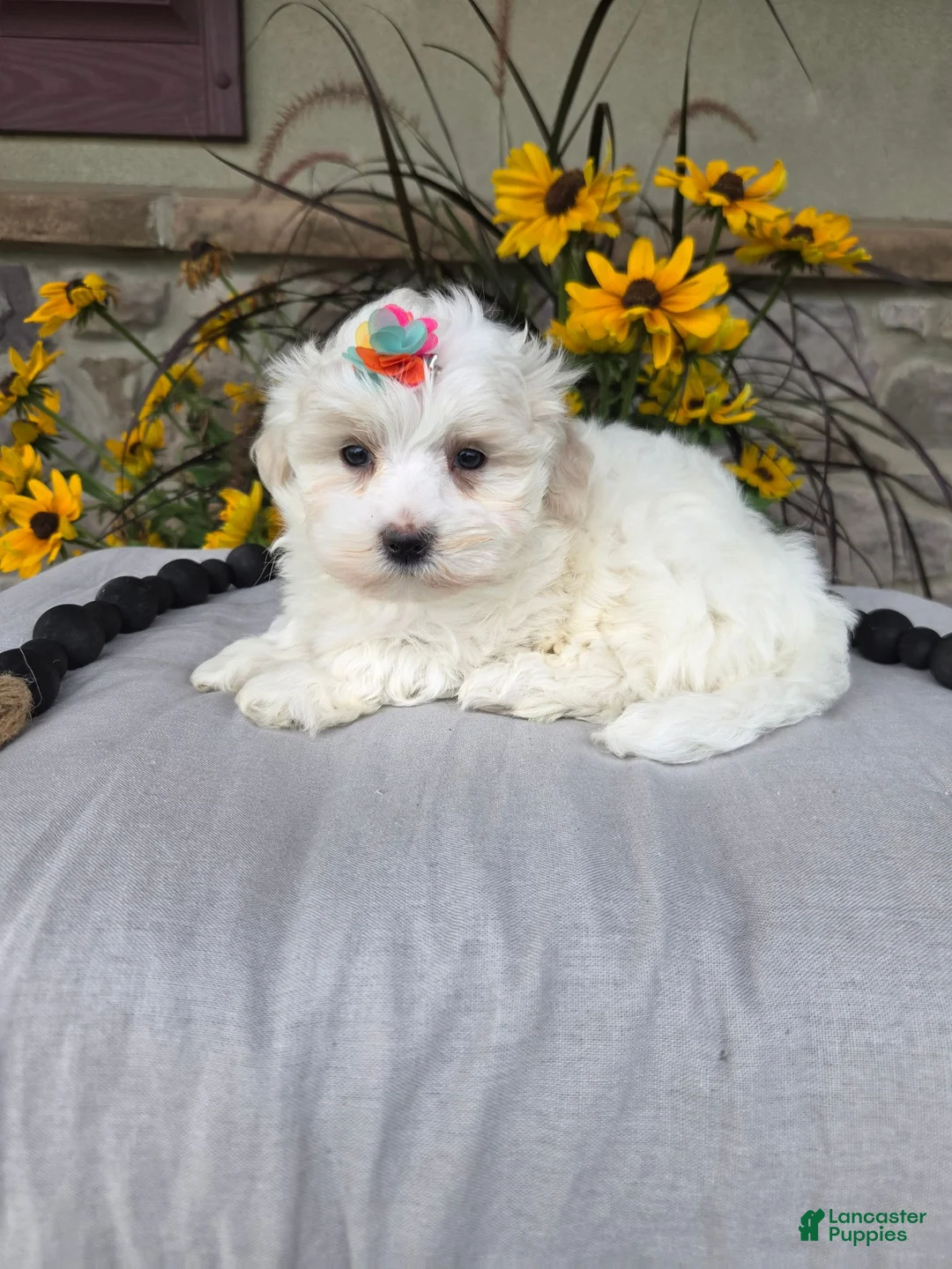 Maltese dogs for sale: Chloe - Ad 2
