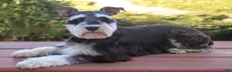 Miniature Schnauzer dogs for sale: Jasper  - Ad 7