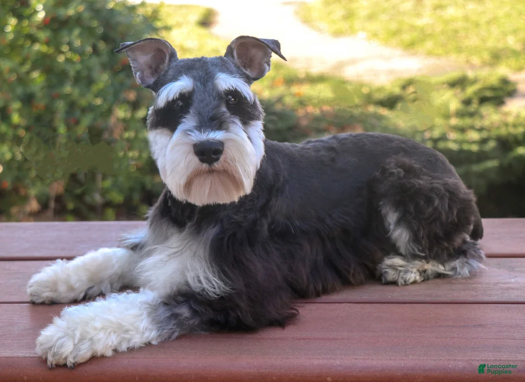 Miniature Schnauzer dogs for sale: Jasper  - Ad 7