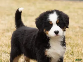 Bernese Mountain Dog dogs Sarge - Ad 37