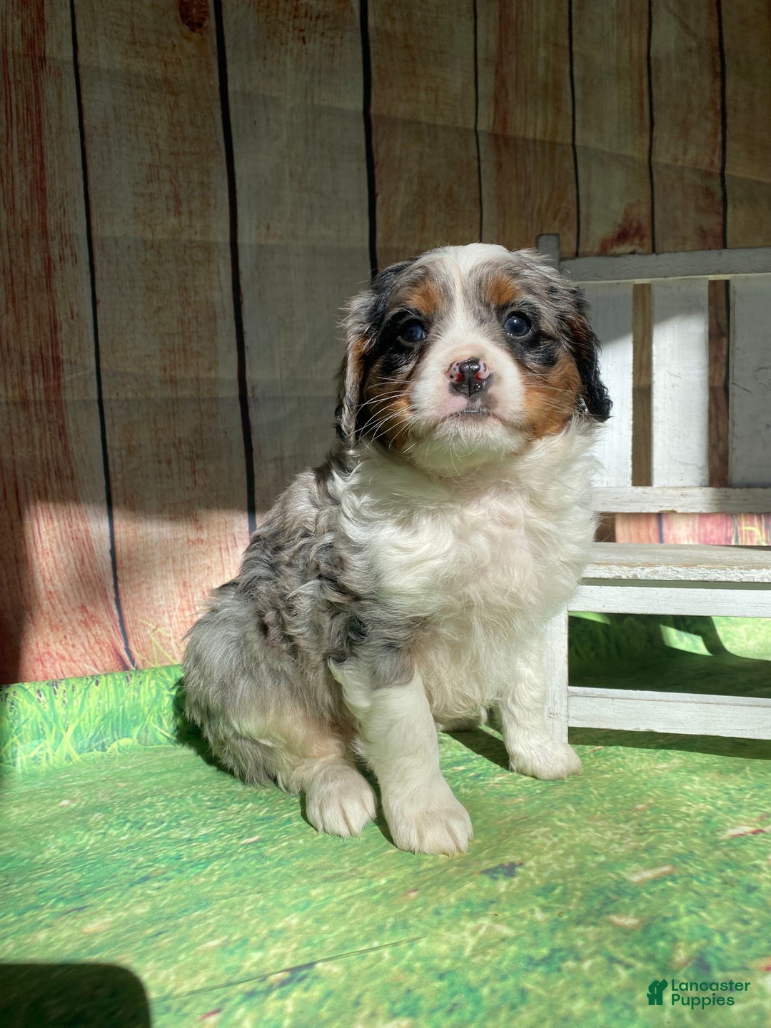 Mini Bernedoodle dogs for sale: Montana - Ad 1