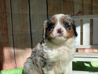 Mini Bernedoodle dogs Montana - Ad 28