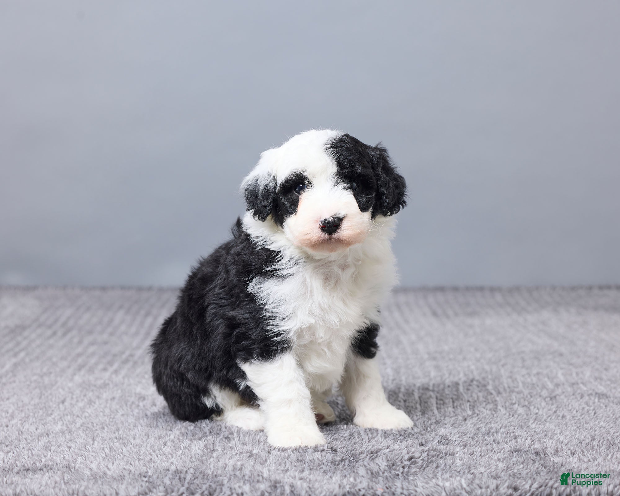 Sheepadoodle dogs Addison - Ad 2