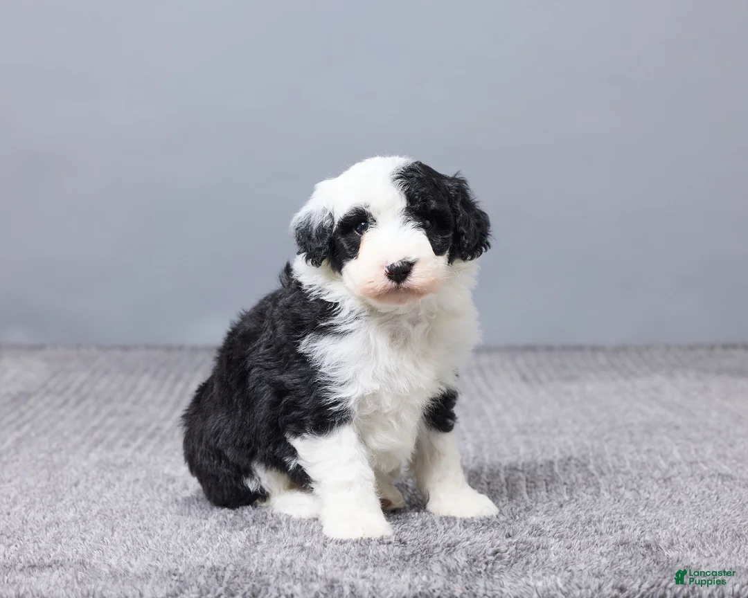 Sheepadoodle dogs for sale: Addison - Ad 2