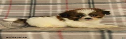 Mixed Breed dogs for sale: Ulysses - Ad 5