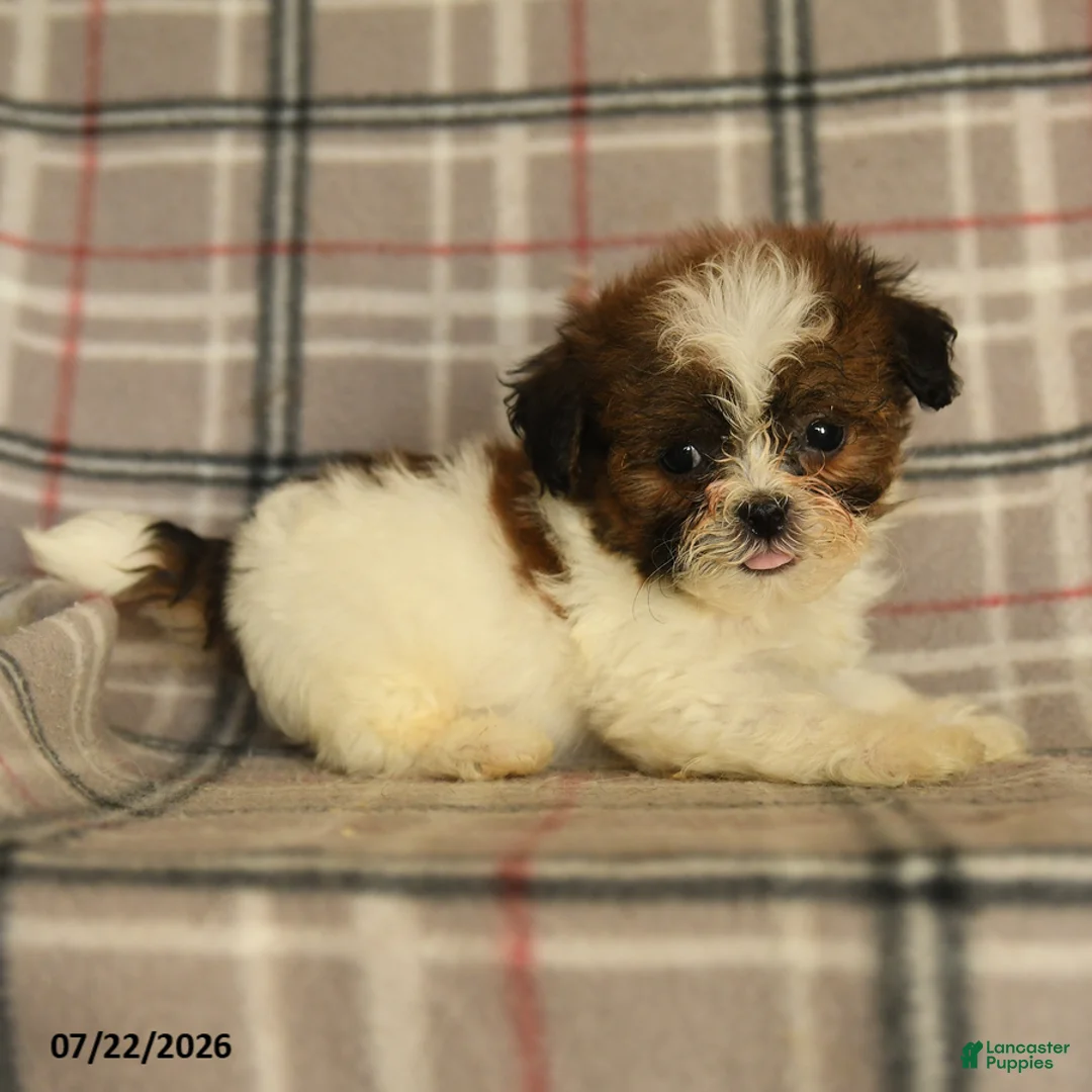 Mixed Breed dogs for sale: Ulysses - Ad 5