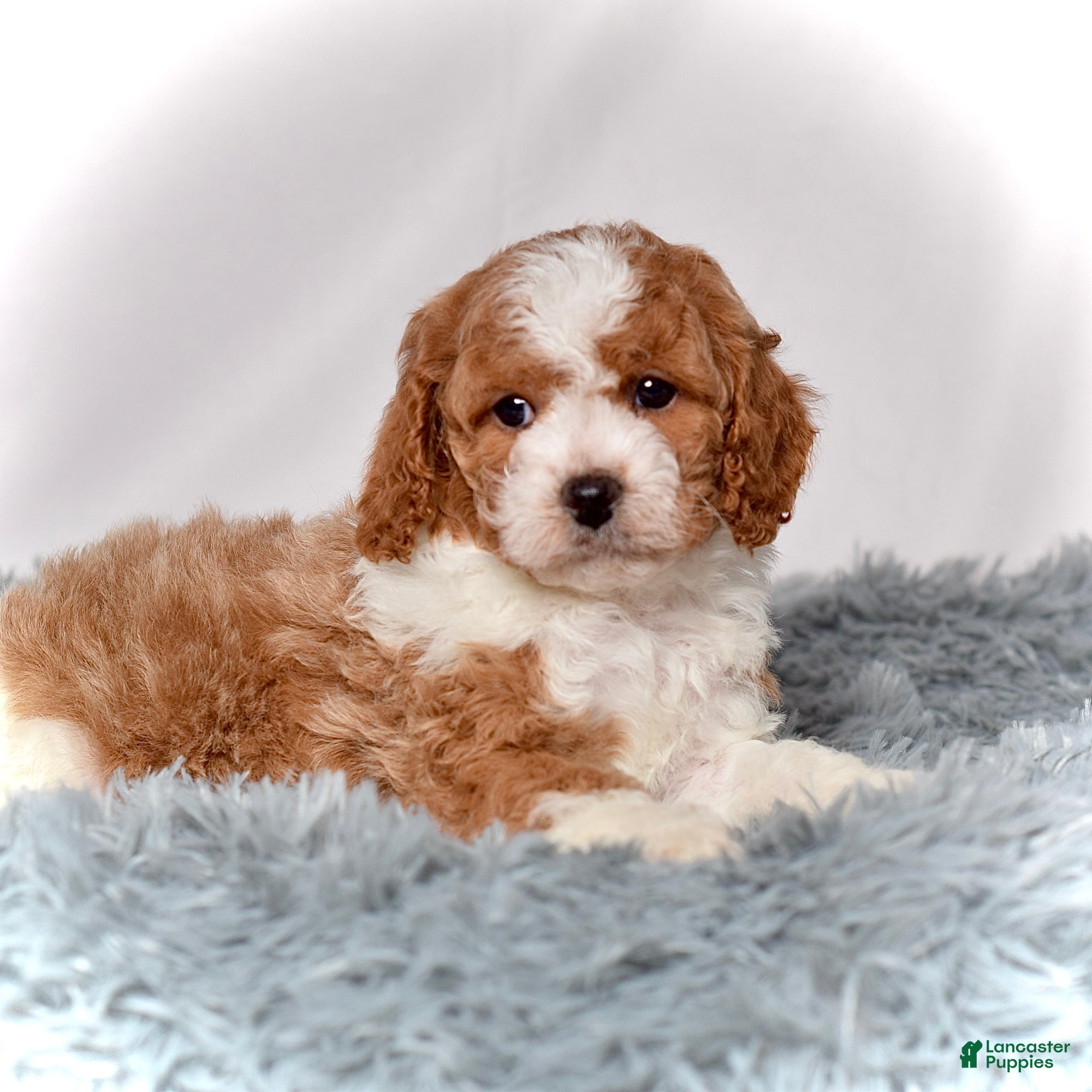 Cavapoo dogs Mr. Loki - Ad 7