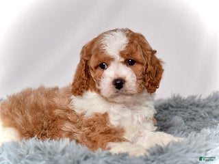 Cavapoo dogs Mr. Loki - Ad 10