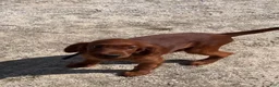 Irish Setter dogs for sale: Black collar - Ad 6