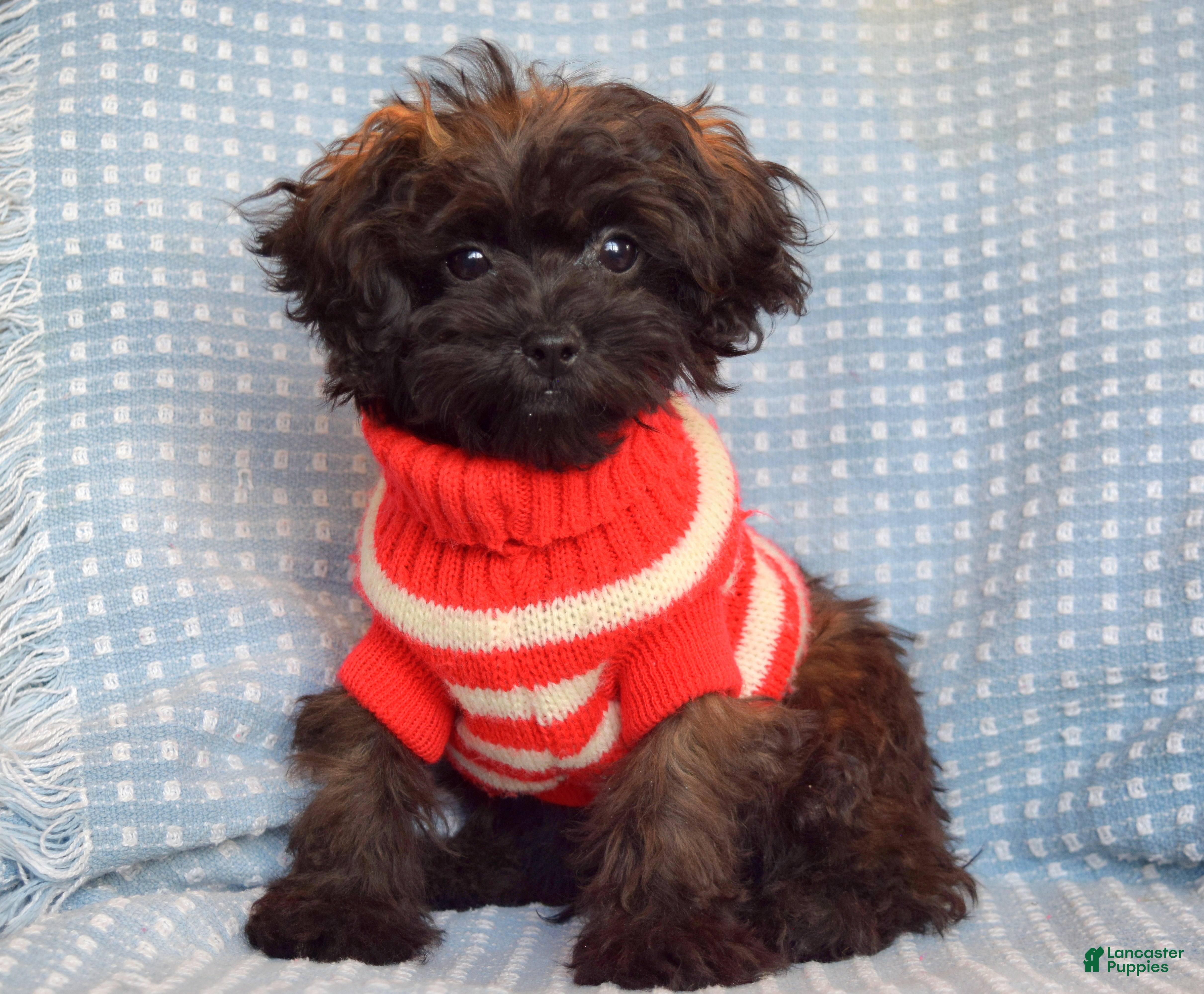 Shihpoo dogs Sam - Ad 7