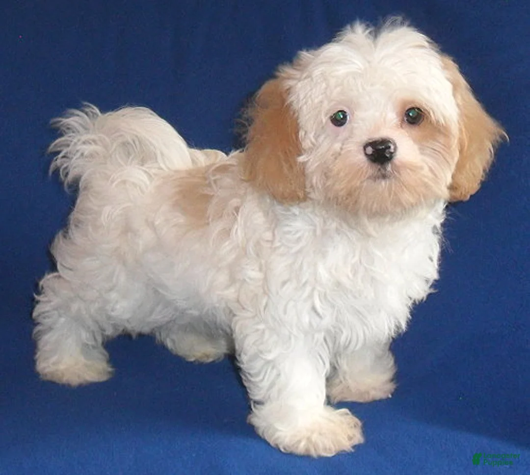 Shihpoo dogs for sale: Pickles - Ad 2