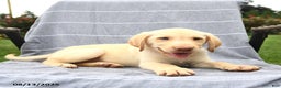 Labrador Retriever dogs for sale: Prince - Ad 5