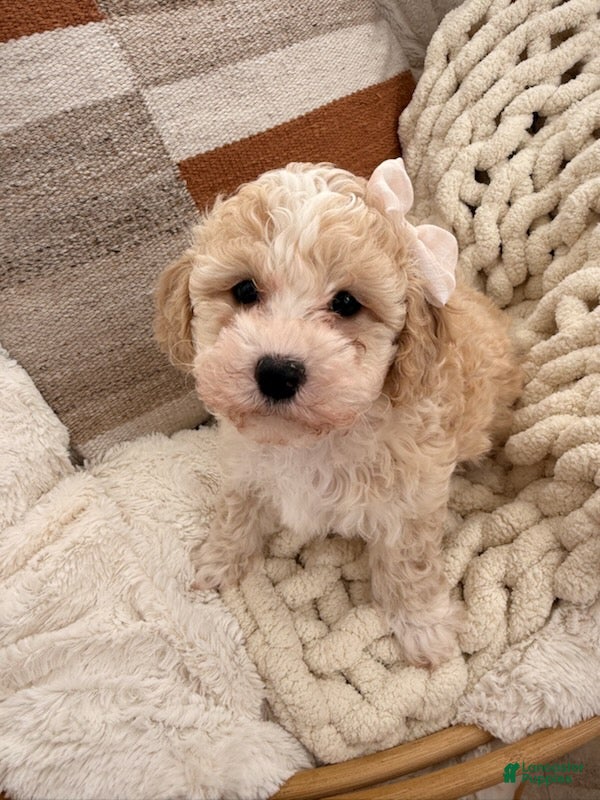 Bichpoo dogs Snow - Ad 2