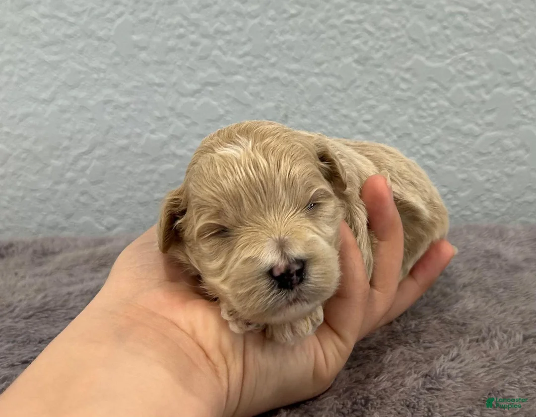 Mini Goldendoodle dogs for sale: Tara - Ad 1