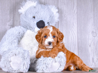 Cavapoo dogs Tessa - Ad 15