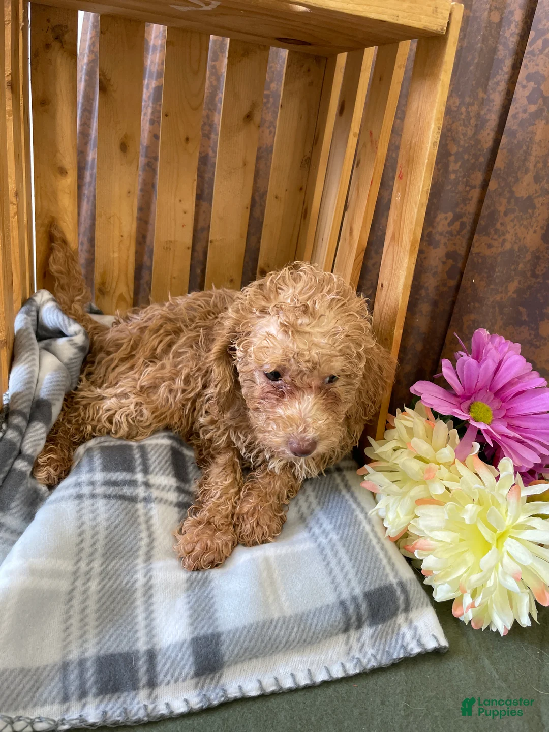 Mini Goldendoodle dogs for sale: Gracie  - Ad 2