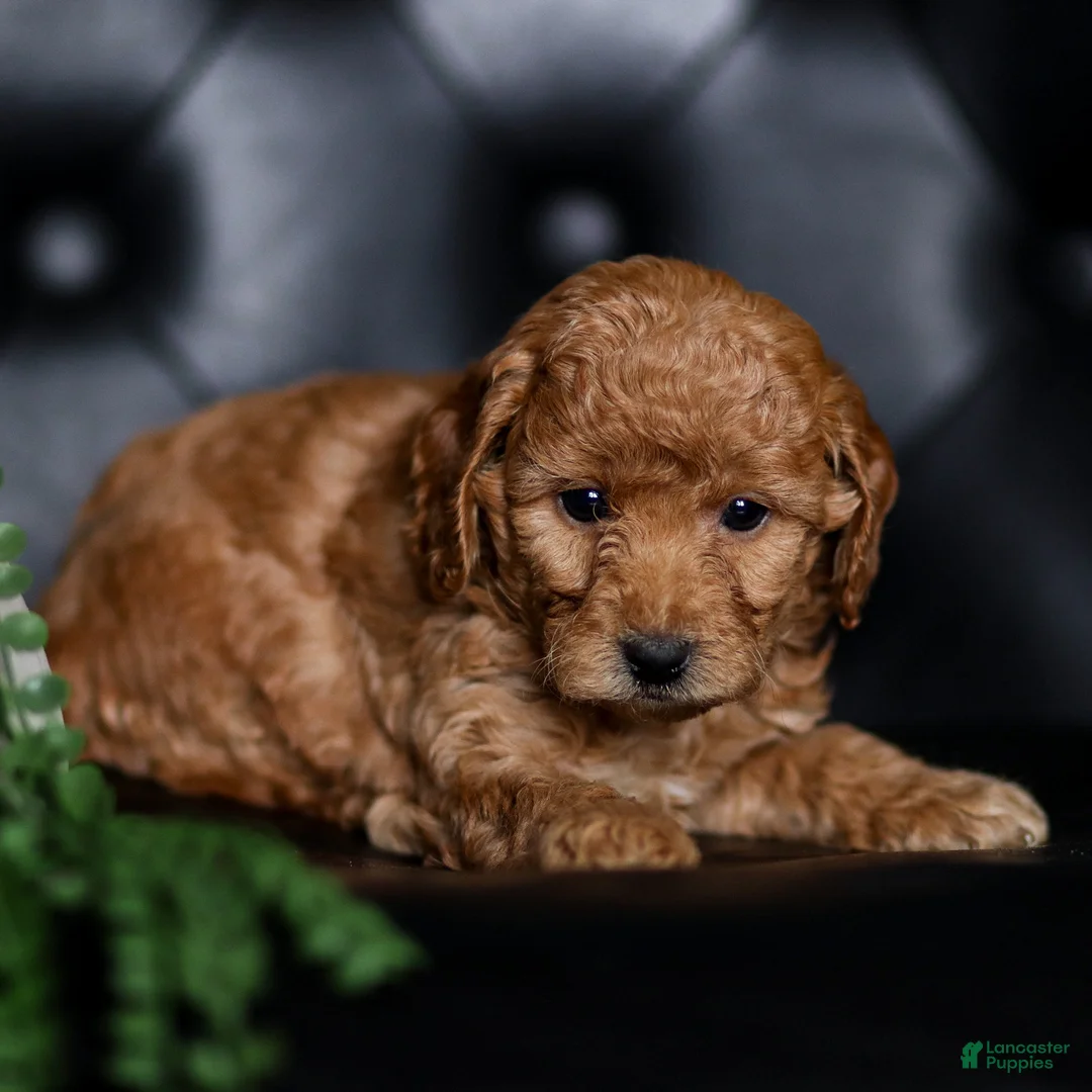 Mini Goldendoodle dogs for sale: Sidney - Ad 2