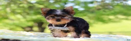 Yorkshire Terrier dogs for sale: Bolt - Ad 5