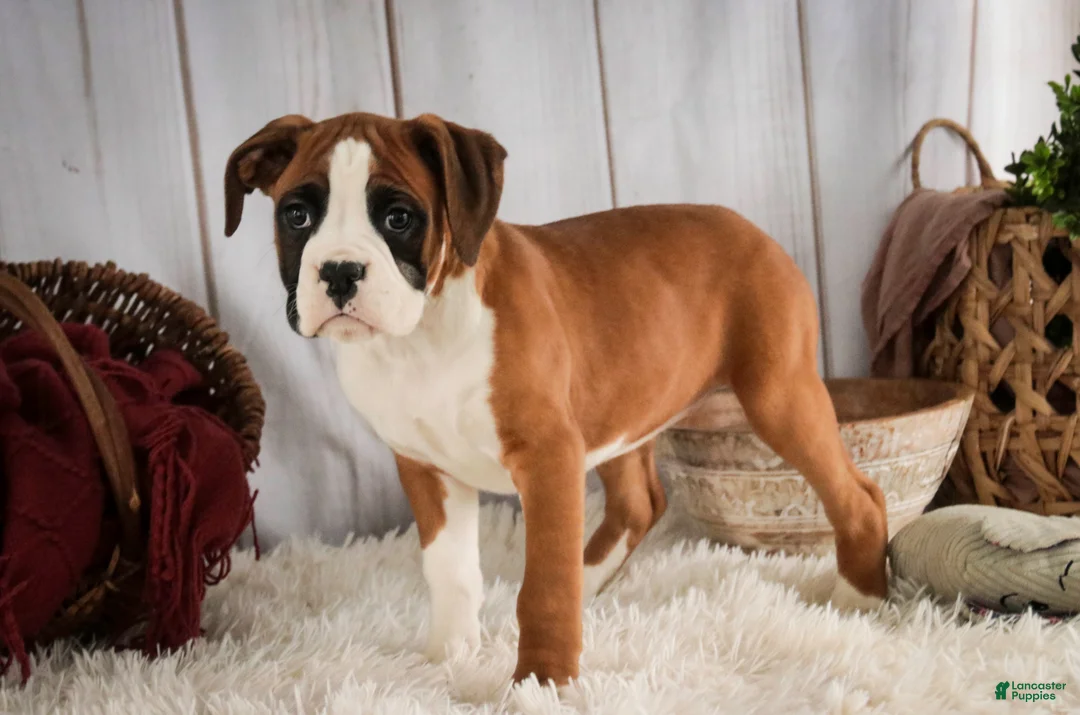 Boxer dogs for sale: Molly - Ad 2