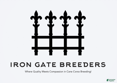 Cane Corso dogs Cane Corso Puppy 1-10 - Ad 26