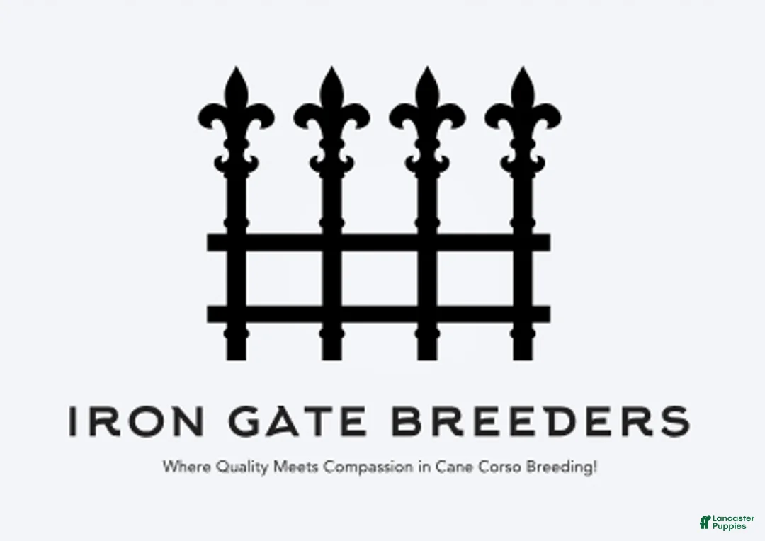 Cane Corso dogs for sale: Cane Corso Puppy 1-10 - Ad 1