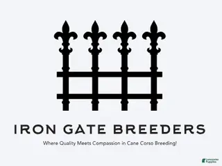 Cane Corso dogs Cane Corso Puppy 1-10 - Ad 26