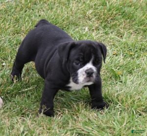 English Bulldog dogs ANGUS - Ad 3