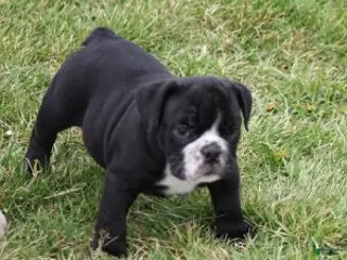 English Bulldog dogs ANGUS - Ad 3