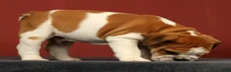 English Bulldog dogs for sale: Baxter - Ad 5