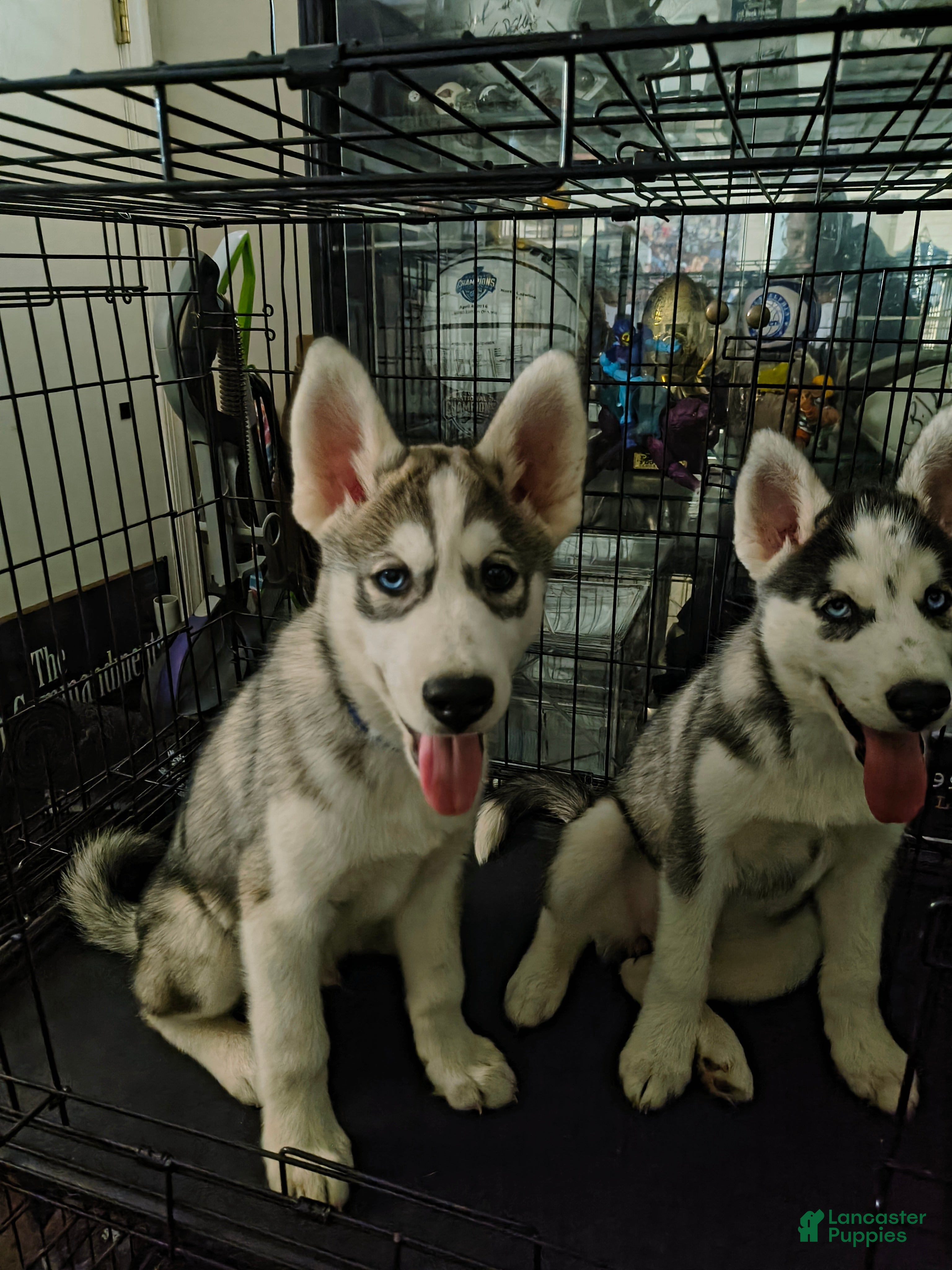Siberian Husky dogs Siberian Husky 1 - Ad 2