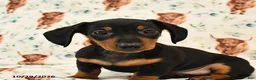 Miniature Dachshund dogs for sale: Toby - Ad 3