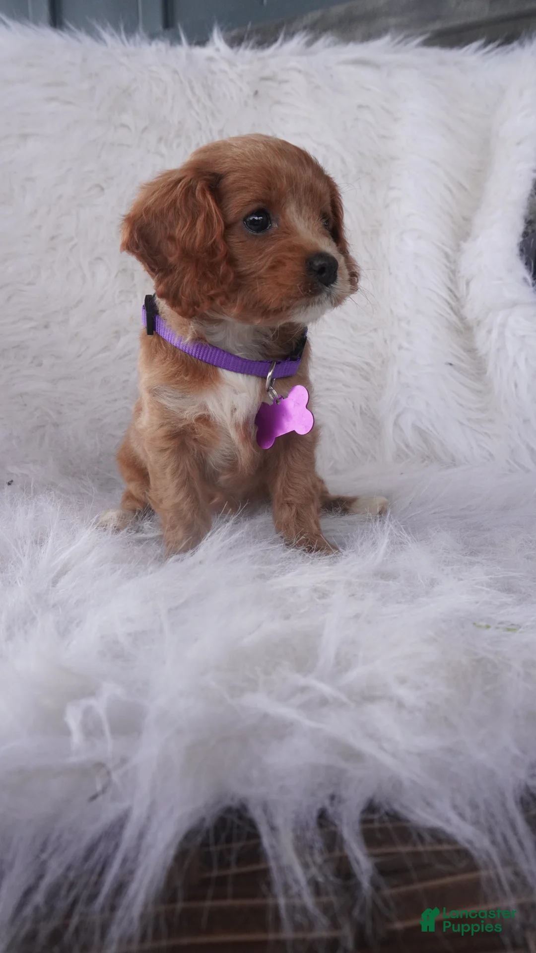 Cavapoo dogs for sale: Hyacinth - Ad 1