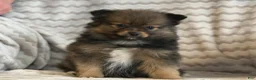 Pomeranian dogs for sale: Raven - Ad 10
