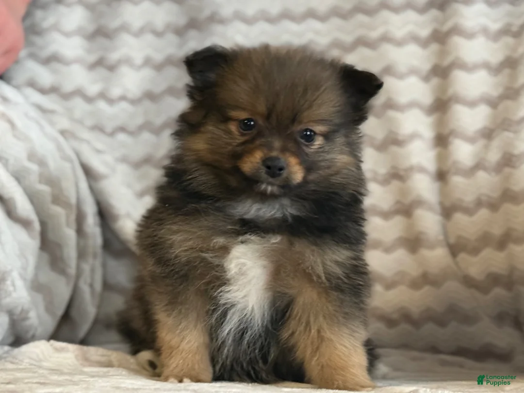 Pomeranian dogs for sale: Raven - Ad 10