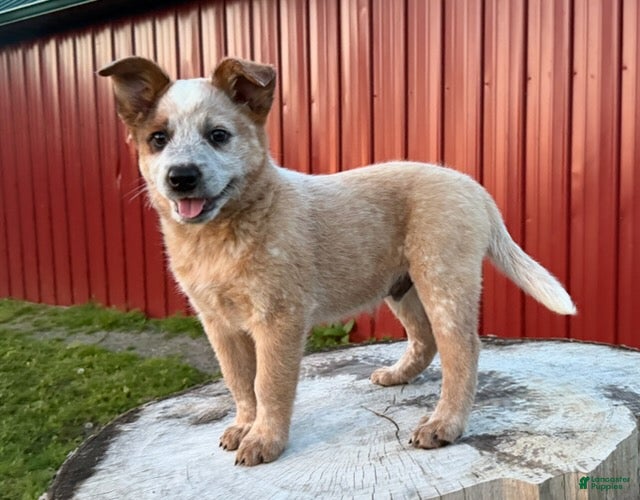 Australian Cattle Dog dogs Toby Keith_Male - Ad 1