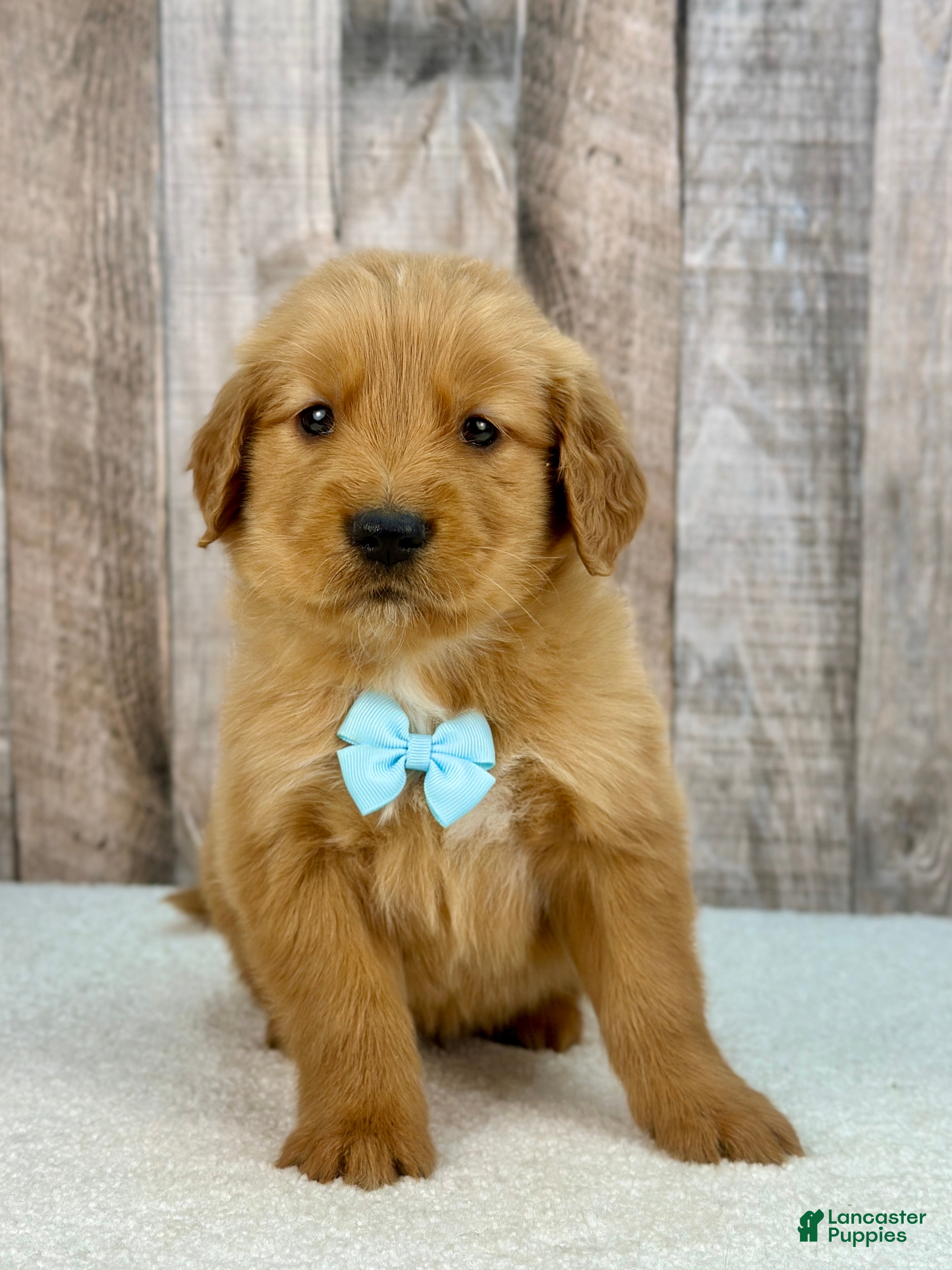 Golden Retriever dogs Bubba - 6238 - Ad 1