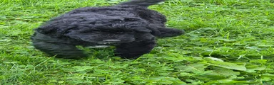 Bernedoodle 3