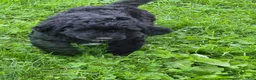 Bernedoodle dogs for sale: Bernedoodle 3 - Ad 1