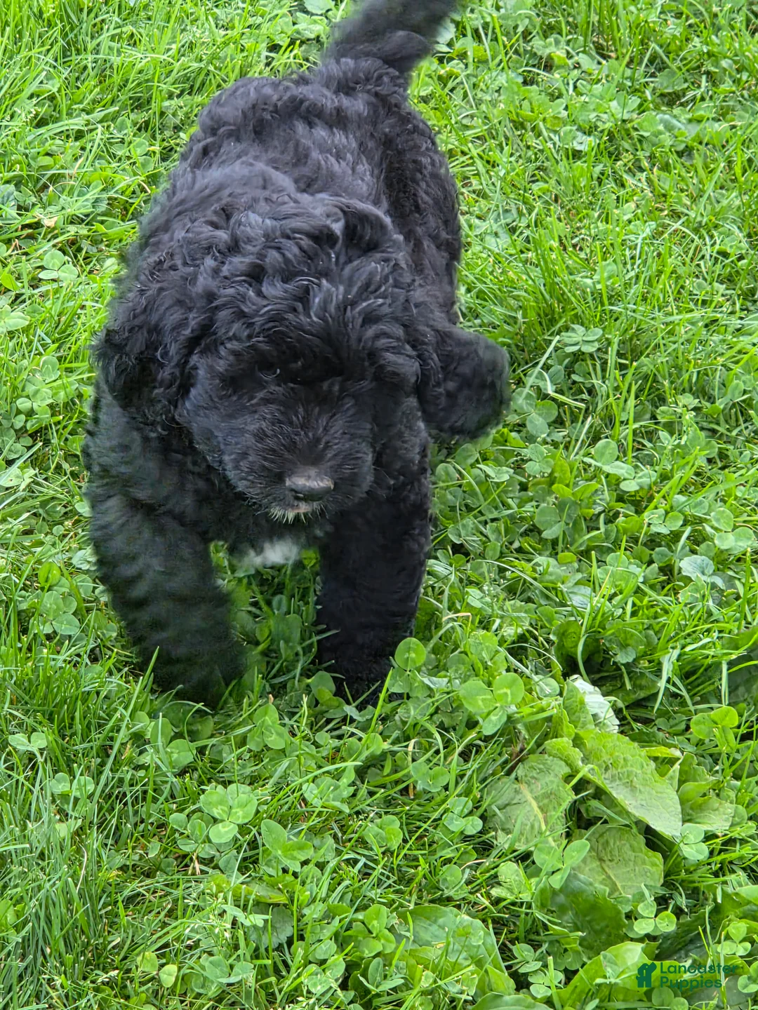 Bernedoodle dogs for sale: Bernedoodle 3 - Ad 1