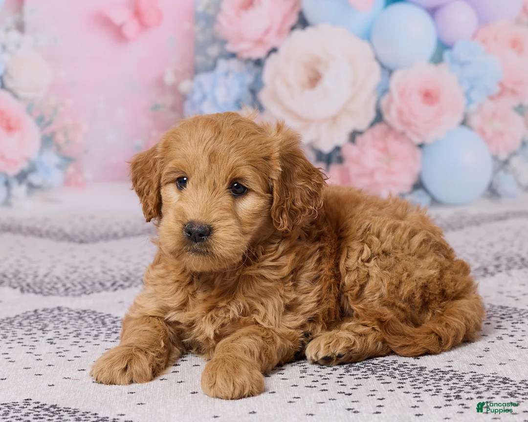 Mini Goldendoodle dogs for sale: Megan - Ad 5