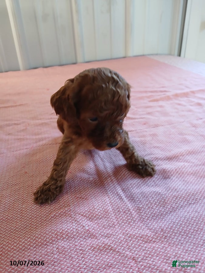 Miniature Poodle dogs for sale: Tessa - Ad 2