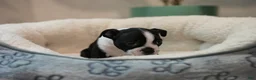 Boston Terrier dogs for sale: Blackberry - Ad 9