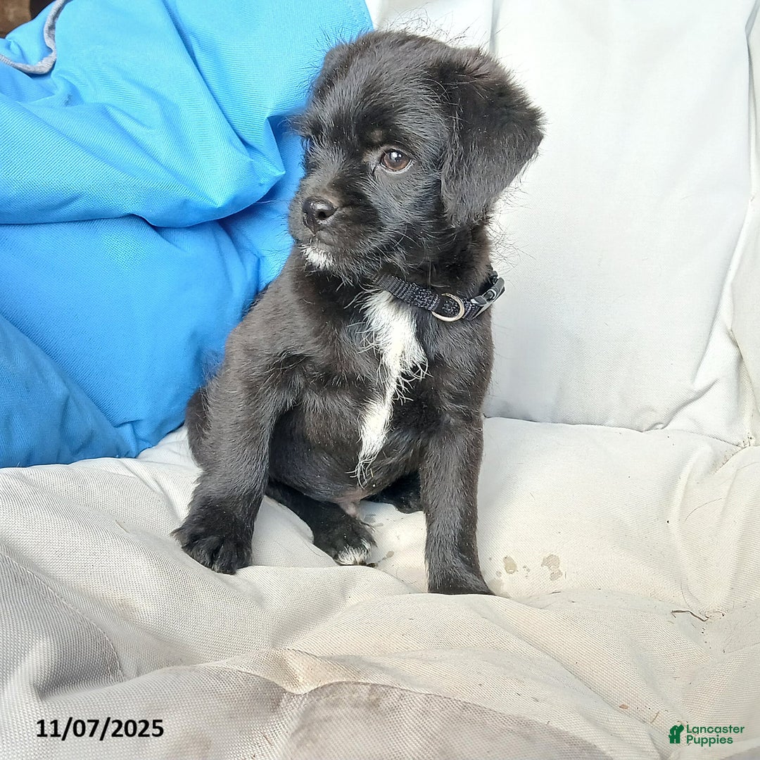 Puggle dogs for sale: Charlie - Ad 5