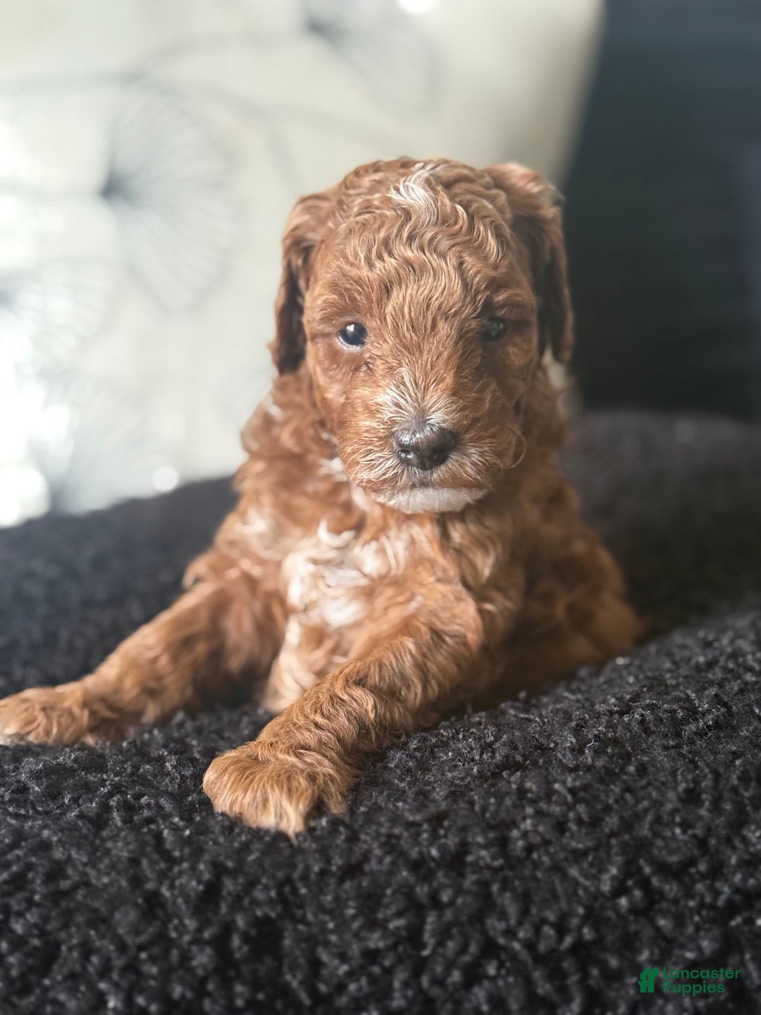 Toy Poodle dogs for sale: Toy Poodle Puppy 1 - Ad 1
